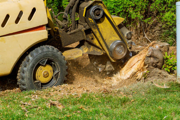 Best Professional Tree Care  in Eldorado At Santa Fe, NM